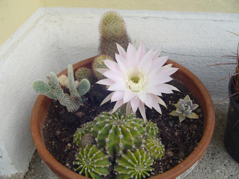 DSC00300