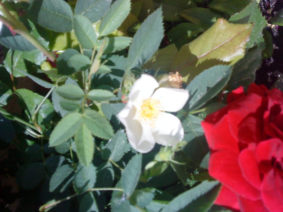 DSC00321

Rosellina bianca varietà sconosciuta