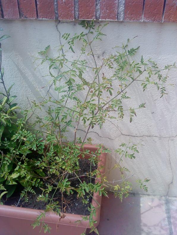DSC00323