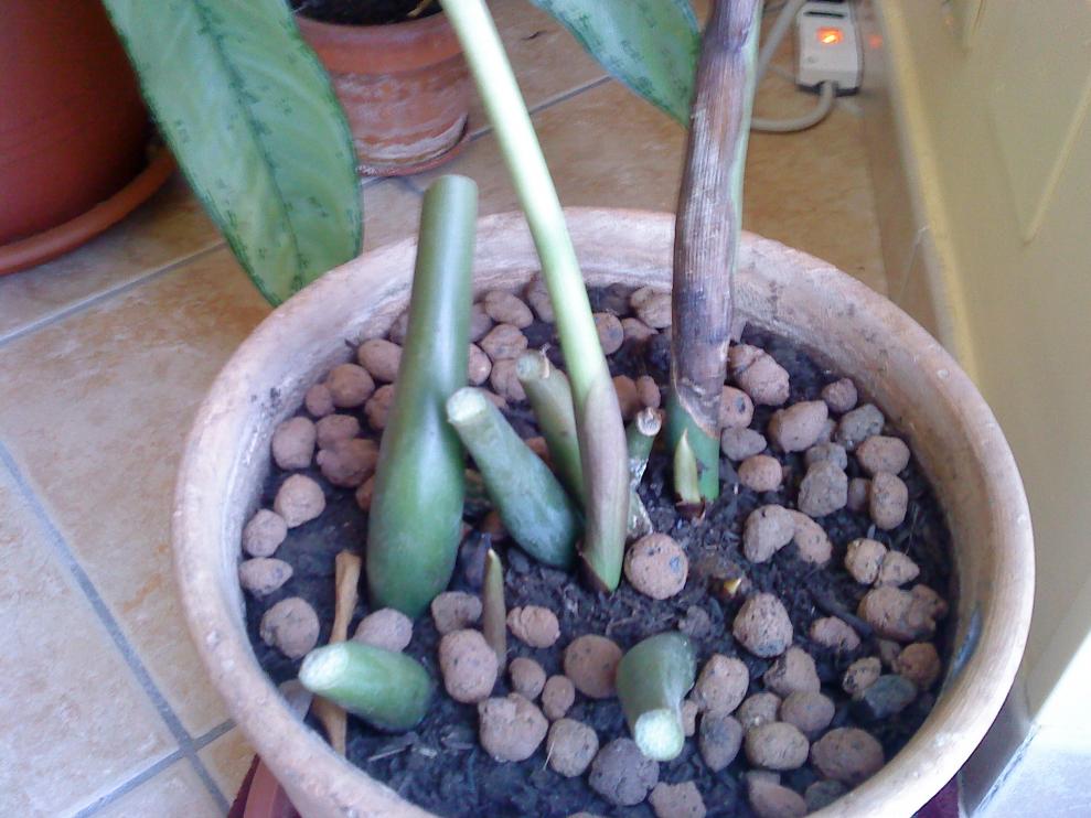 DSC00330

Zamia ammalata