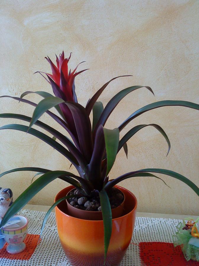 DSC00334

Guzmania "di Pisa"