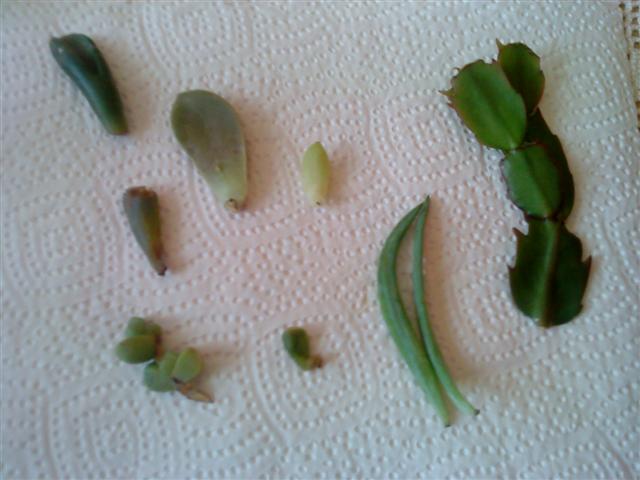 DSC00392 (Small)