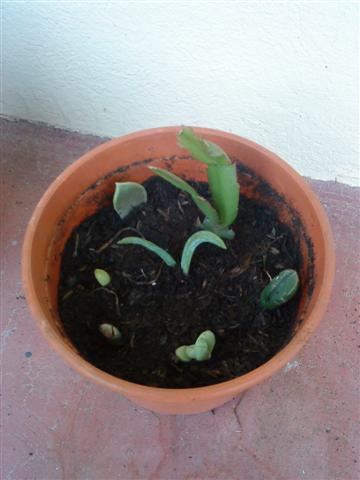 DSC00394 (Small)