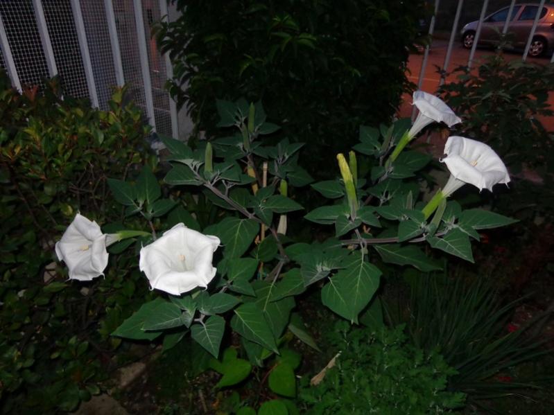 DSC01082