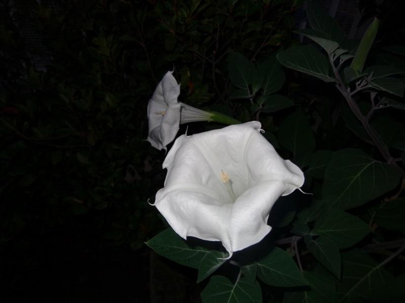 DSC01084