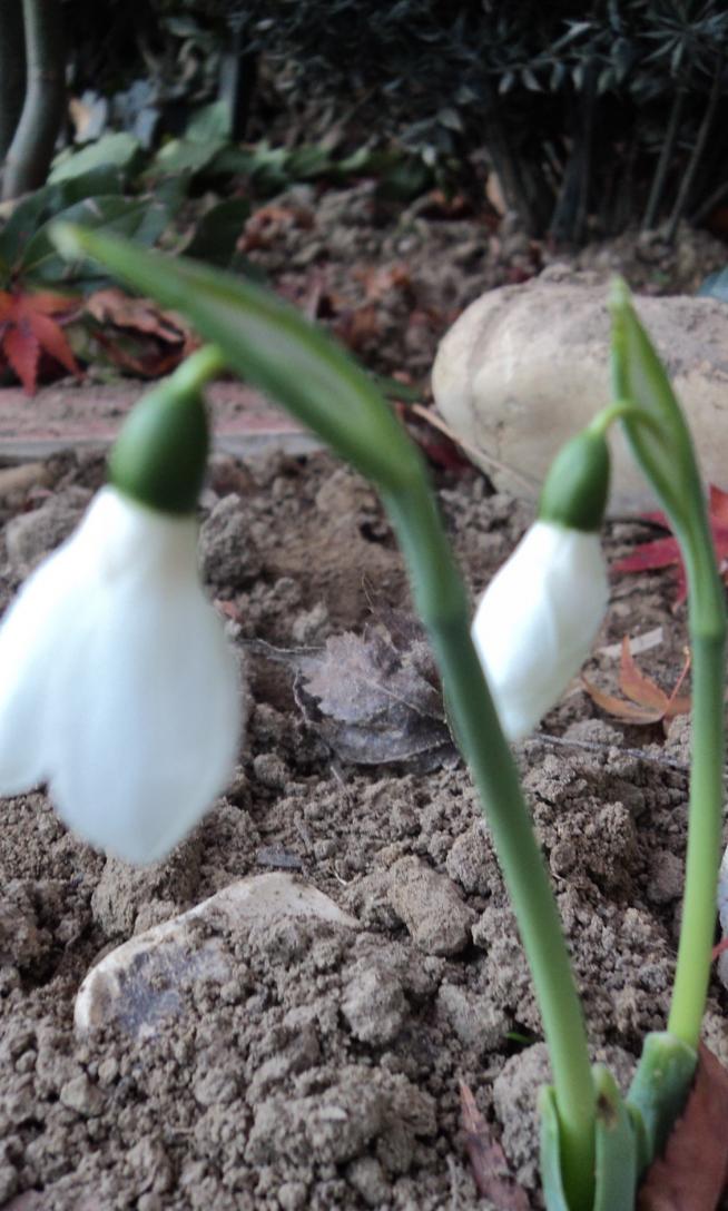 DSC01793
Galanthus