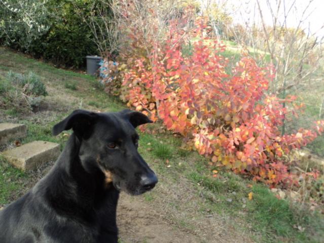 DSC01854
Lucky con il Cotinus in fondo