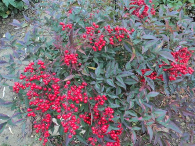 DSC01913
Bacche Nandina