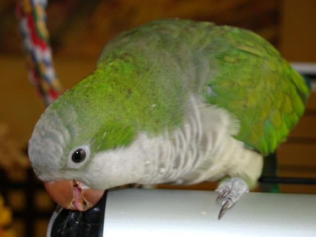 DSC06407
Cu cu...