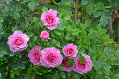 DSC_0305.jpg