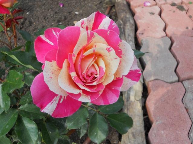 DSCN0192 (Copia)