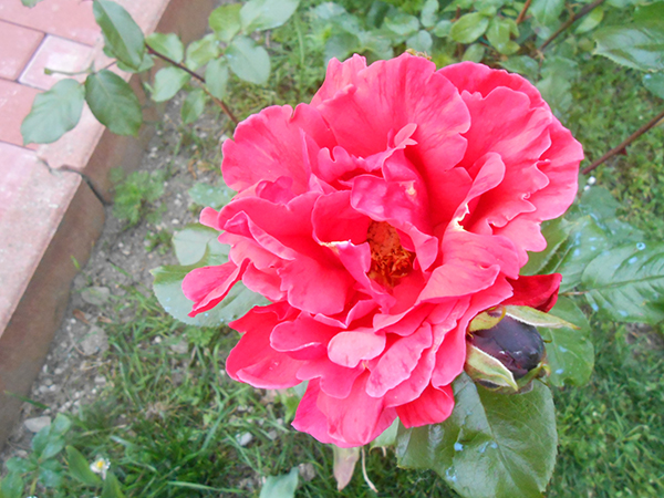 DSCN0249