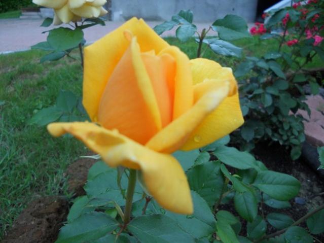 DSCN0329 (Copia)