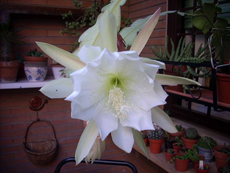 DSCN0557
