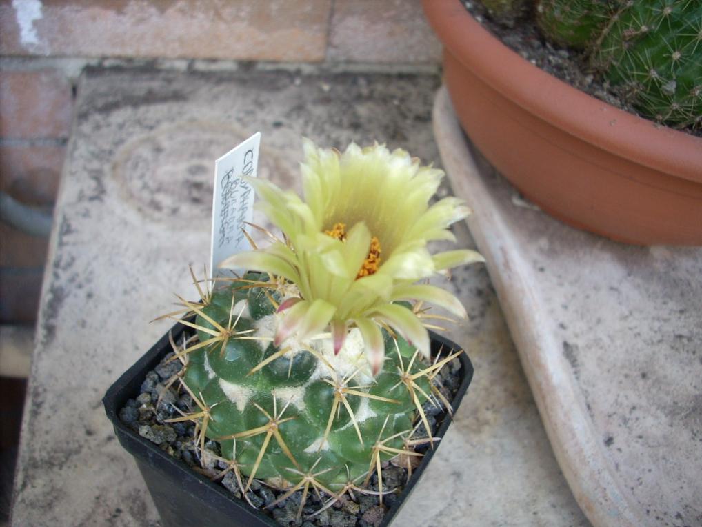 DSCN0908