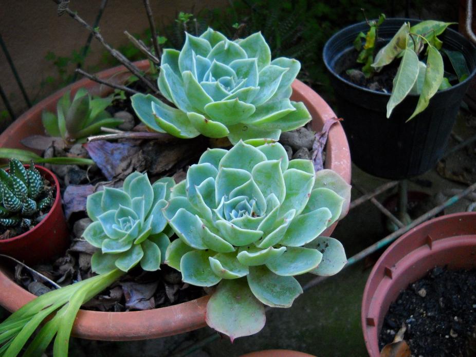 DSCN1006.