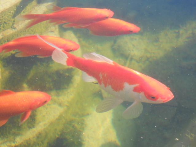 DSCN1384