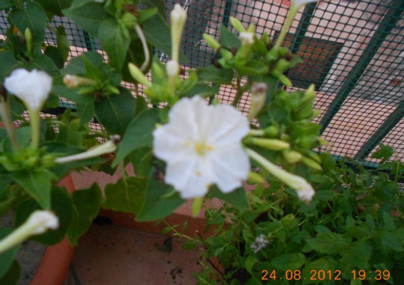 DSCN2203