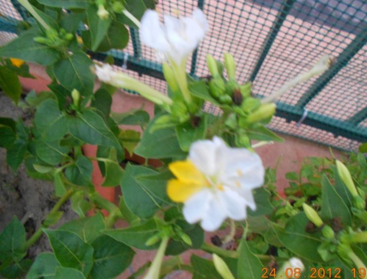 DSCN2204