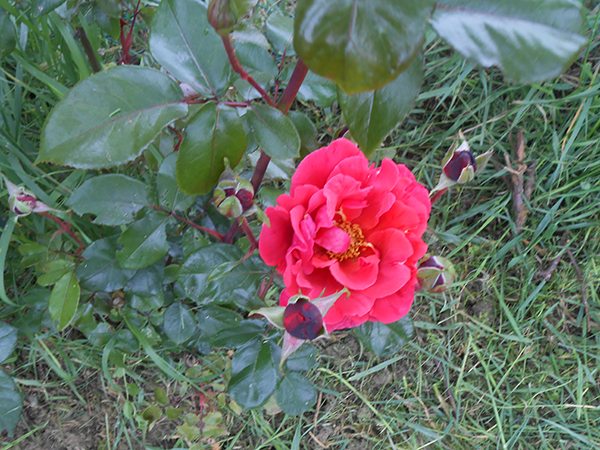 DSCN2479