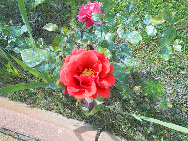 DSCN2587