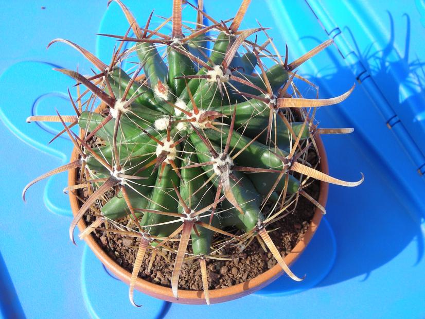 DSCN3970