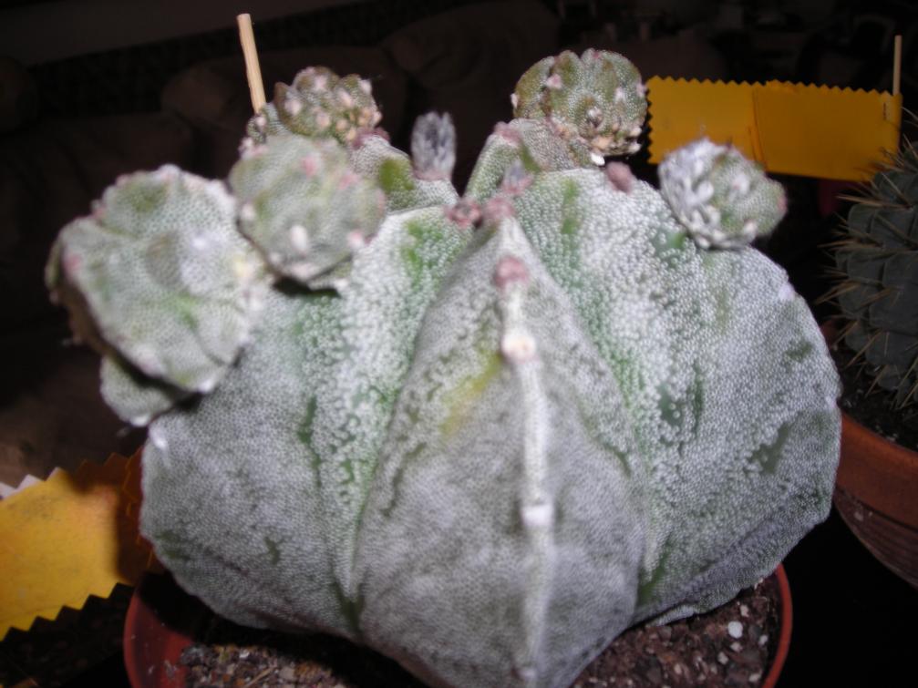 DSCN4216