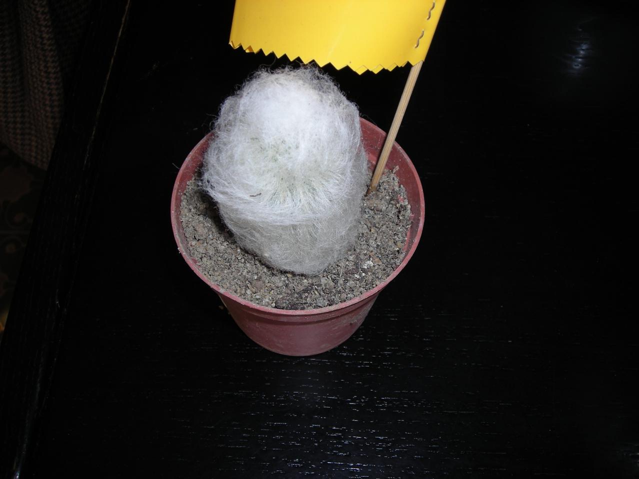 DSCN4228