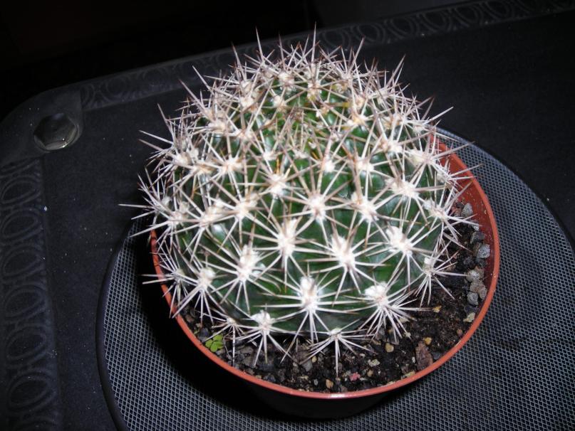 DSCN4264