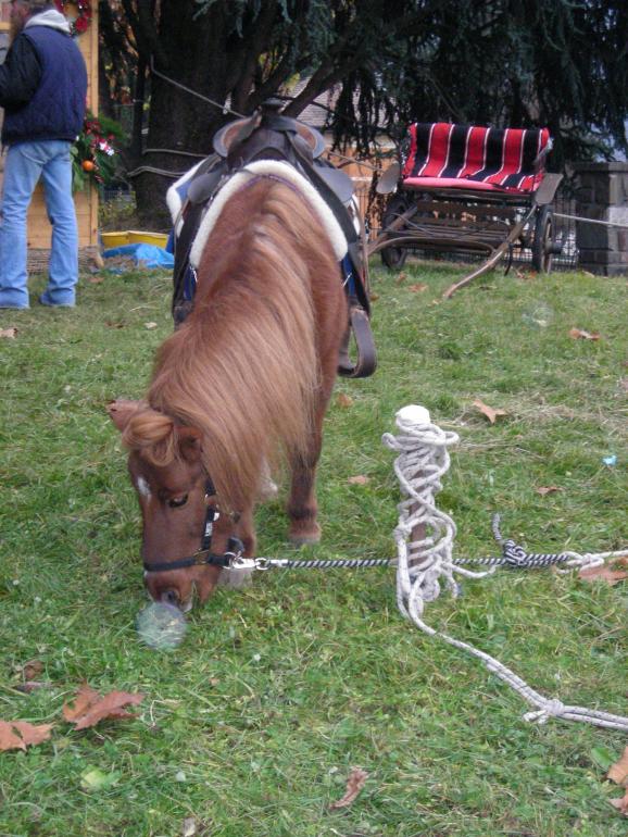 DSCN4862
Parco delle Terme: animaletti vari.
Questi pony son veramente piccoli e robusti....