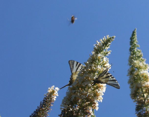 Due  Iphiclides podalirius e (non a fuoco) Macroglossum stellatarum  (Sfinge del galio conosciuto anche col nome di farfalla sfinge o sfinge colibrì)