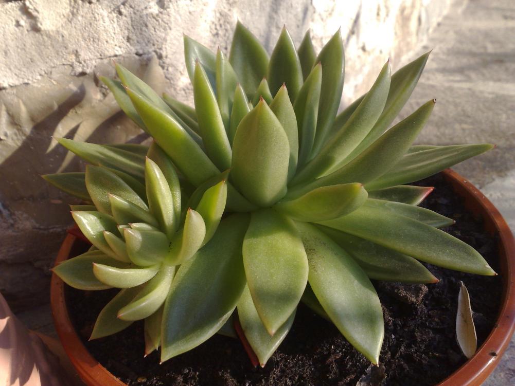 Echeveria agavoides