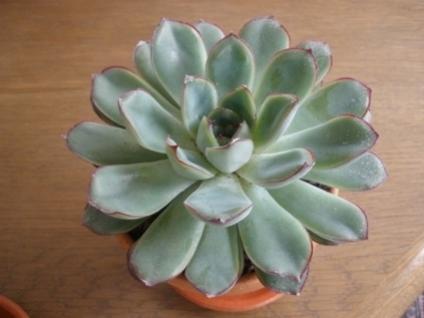 Echeveria Agavoides