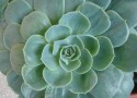 Echeveria Glauca(particolare)