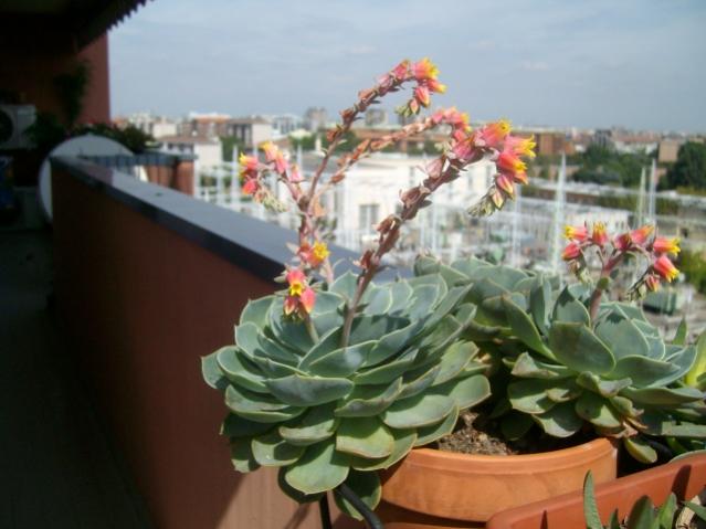 echeveria glauca secunda. ora è molto più grande...