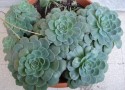 Echeveria Glauca