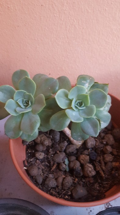 Echeveria Glauca