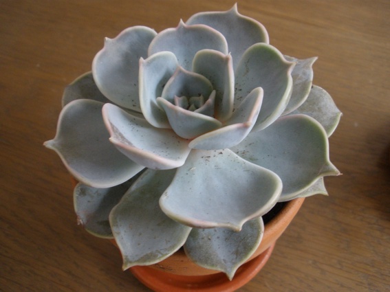 Echeveria Lilacina