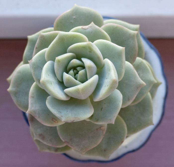 Echeveria Lilacina