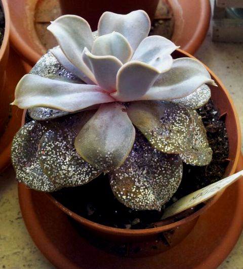 Echeveria Perla di Norimberga