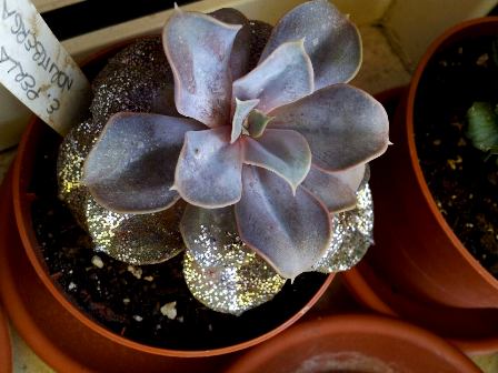 Echeveria Perla di Norimberga