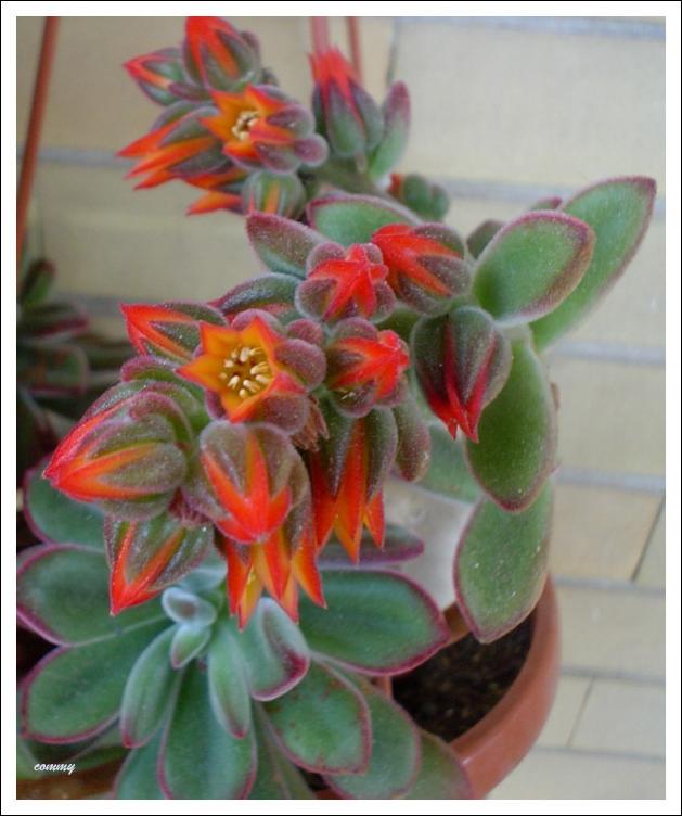 echeveria pulvinata fiore