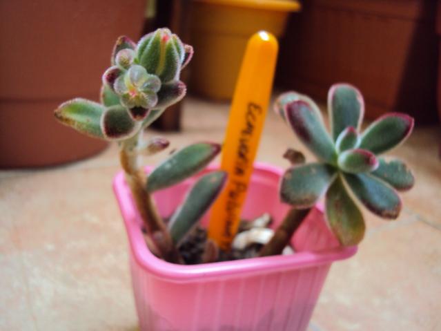 echeveria pulvinata