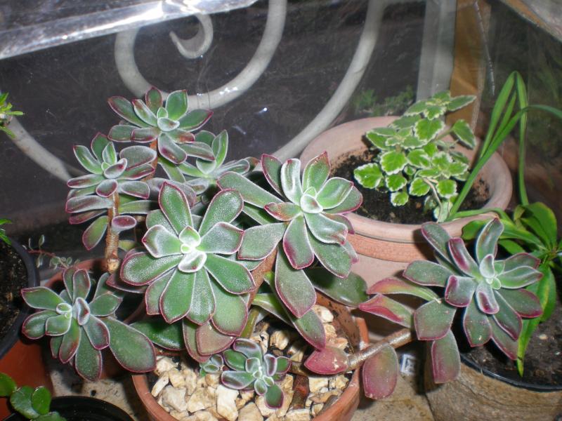 Echeveria pulvinata