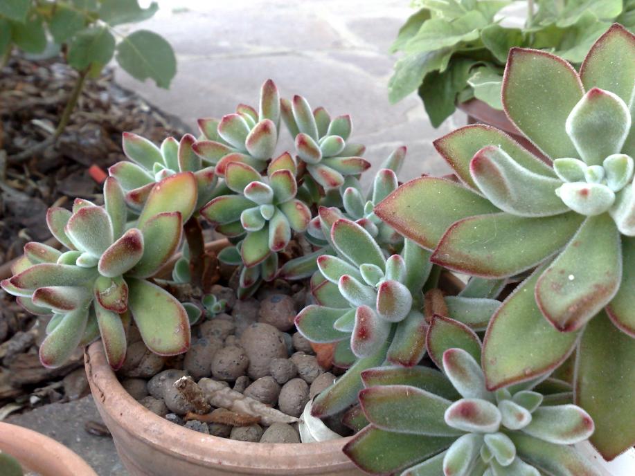 Echeveria pulvinata