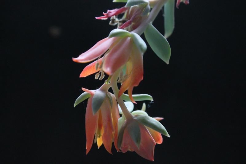 Echeveria Runyonnii IMG 6664