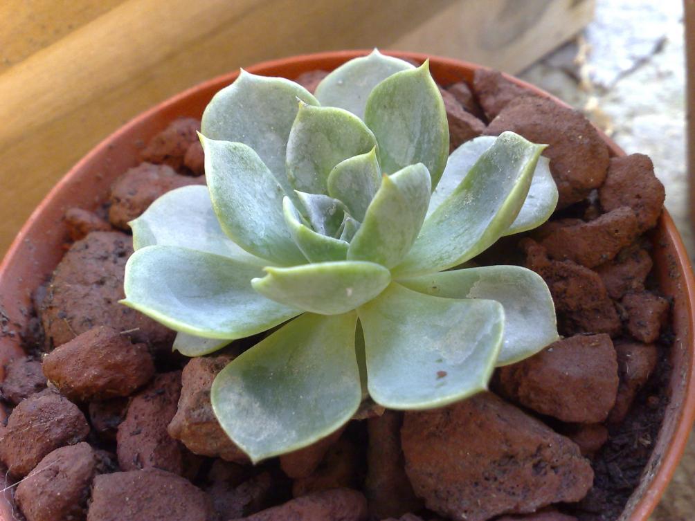 Echeveria secunda