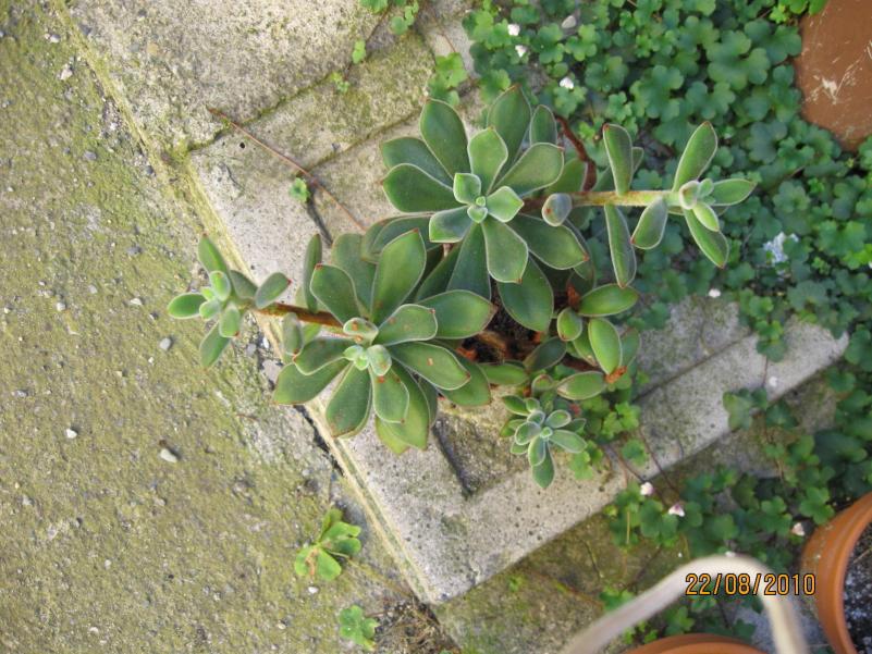 echeveria setosa.