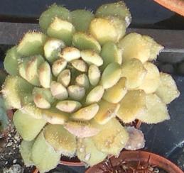 Echeveria setosa