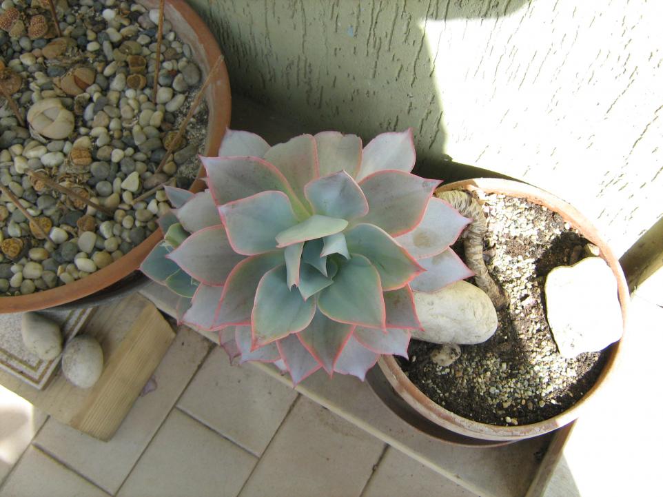 Echeveria subrigida